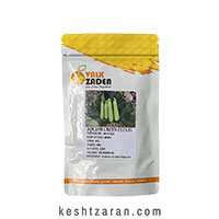 بذر کدو اسکواش گرین پلاس F1 (Green Plus F1)