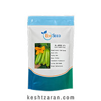 بذر کدو اسکواش ساحل F1 | بذر هیبرید Eco Seed هلند(نیدرلند)